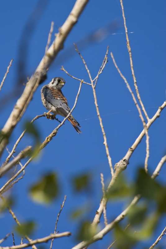 American Kestrel In Tree